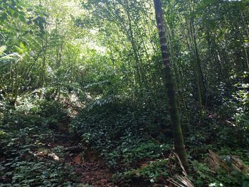 View of trees in forest