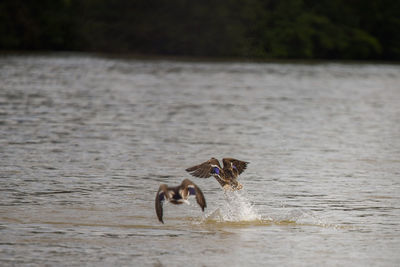 Dog running in water