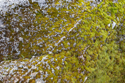 Full frame shot of moss covered land