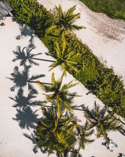 High angle view of palm trees at beach