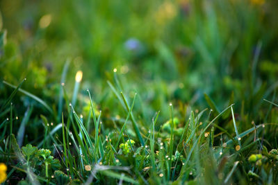 Close-up of grassy field