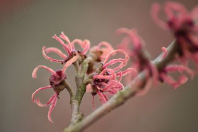 Close-up of pink flowers