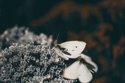 Close-up of insect on flower