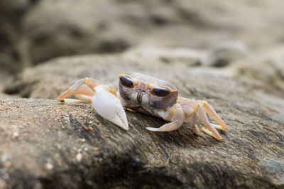 Close-up of crab on beach