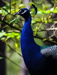 Close-up of a peacock