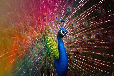 Close-up of peacock