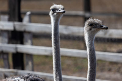 Each ostrich's visage is a study in unique character soulful eyes that seem to reflect around them.