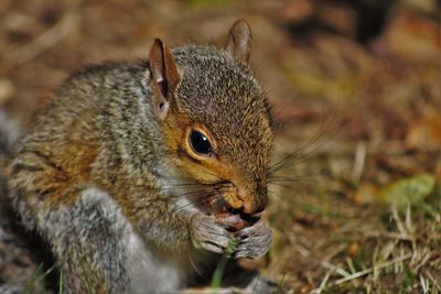 Close-up of squirrel on field