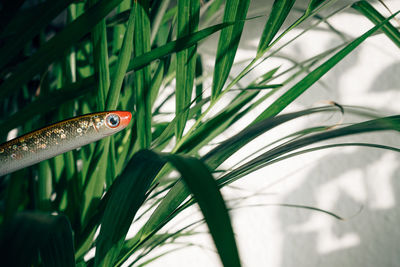 Fish in aquarium with green beautiful planted tropica