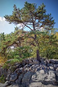 Trees on landscape against sky