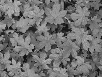 Full frame shot of leaves