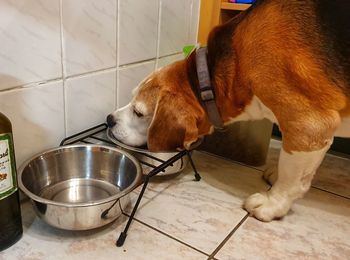 Side view of dog eating at home