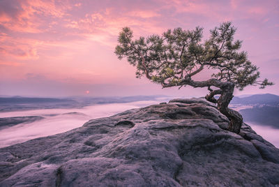 Scenic view of tree growing on mountain during sunset