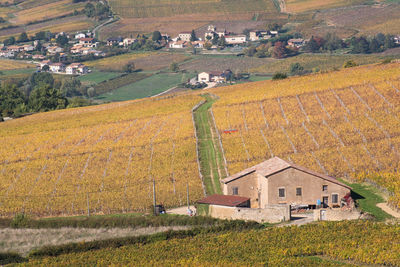 High angle view of buildings on field. scenic view of autumn vineyards mâconnais 