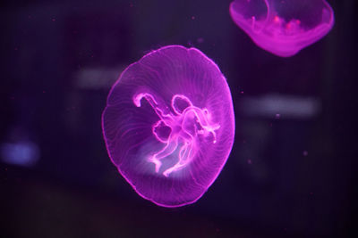 Colors of the jellyfish