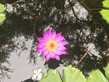 Close-up of pink lotus water lily in pond