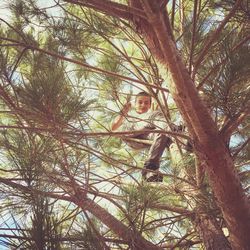 Low angle view of trees