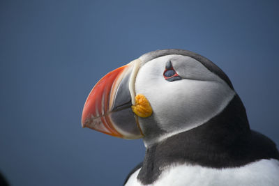 Close-up of puffin