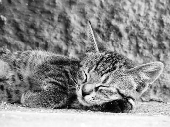 Close-up of cat sleeping