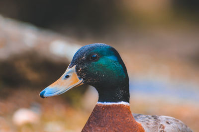 Close-up of a duck