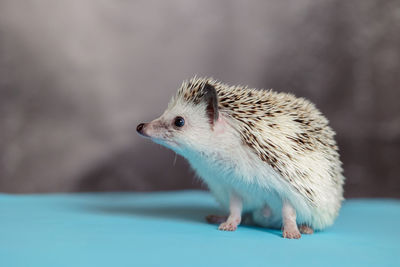 Cute hedgehog. portrait of pretty curious muzzle of animal. favorite pets. atelerix, african 