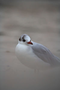 Close-up of seagull on a lake