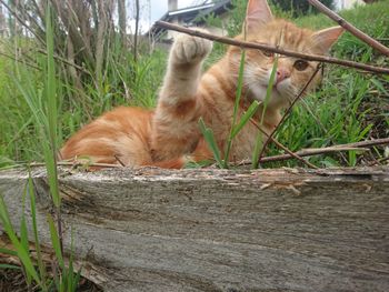 Cat sitting on grass