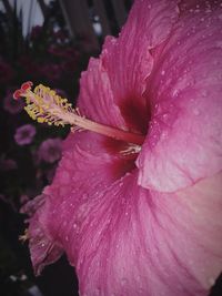 Close-up of water drops on pink hibiscus