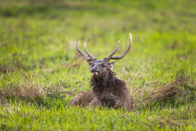 Deer relaxing on land