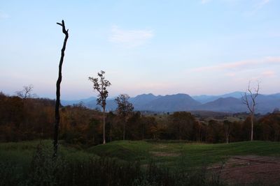 Scenic view of grassy field against sky