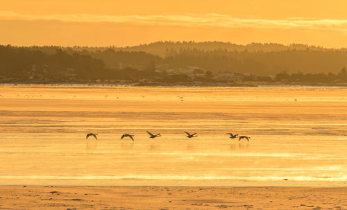 Flock of birds in the sea during sunset