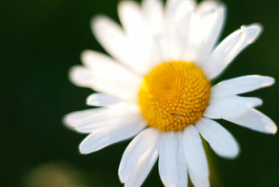 Close-up of white daisy flower