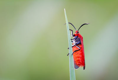 Close-up of insect