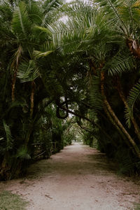 Footpath amidst palm trees in forest