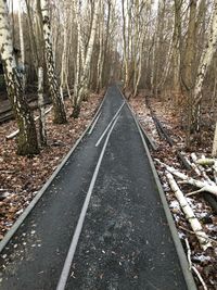 View of railroad tracks in forest