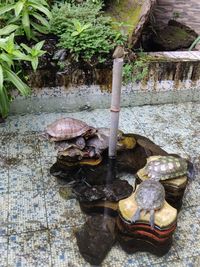 High angle view of turtle in pond