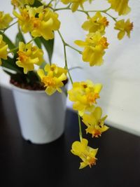 Close-up of yellow flowers