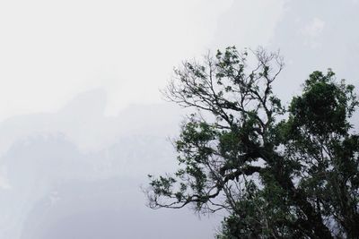 Low angle view of tree against clear sky