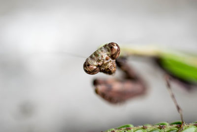 Extreme close-up of praying mantis