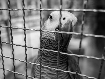 Close-up of bird in cage