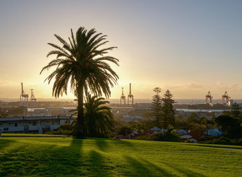 Palm trees in city against clear sky