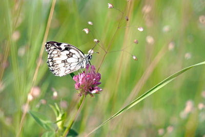 Close-up of butterfly on purple flower