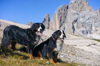 Dogs on rock