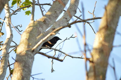 Low angle view of bird perching on tree against sky