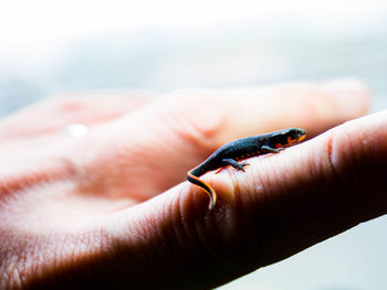 Close-up of lizard on finger