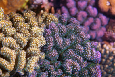 Close-up of coral in sea