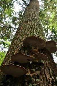 Low angle view of mushrooms on tree trunk