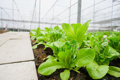 Close-up of plant growing in greenhouse