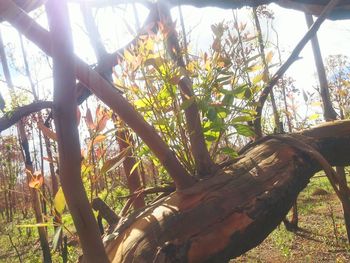 Low angle view of trees in forest