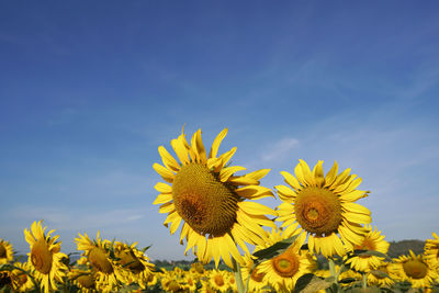 Close-up of yellow sunflower on field against sky